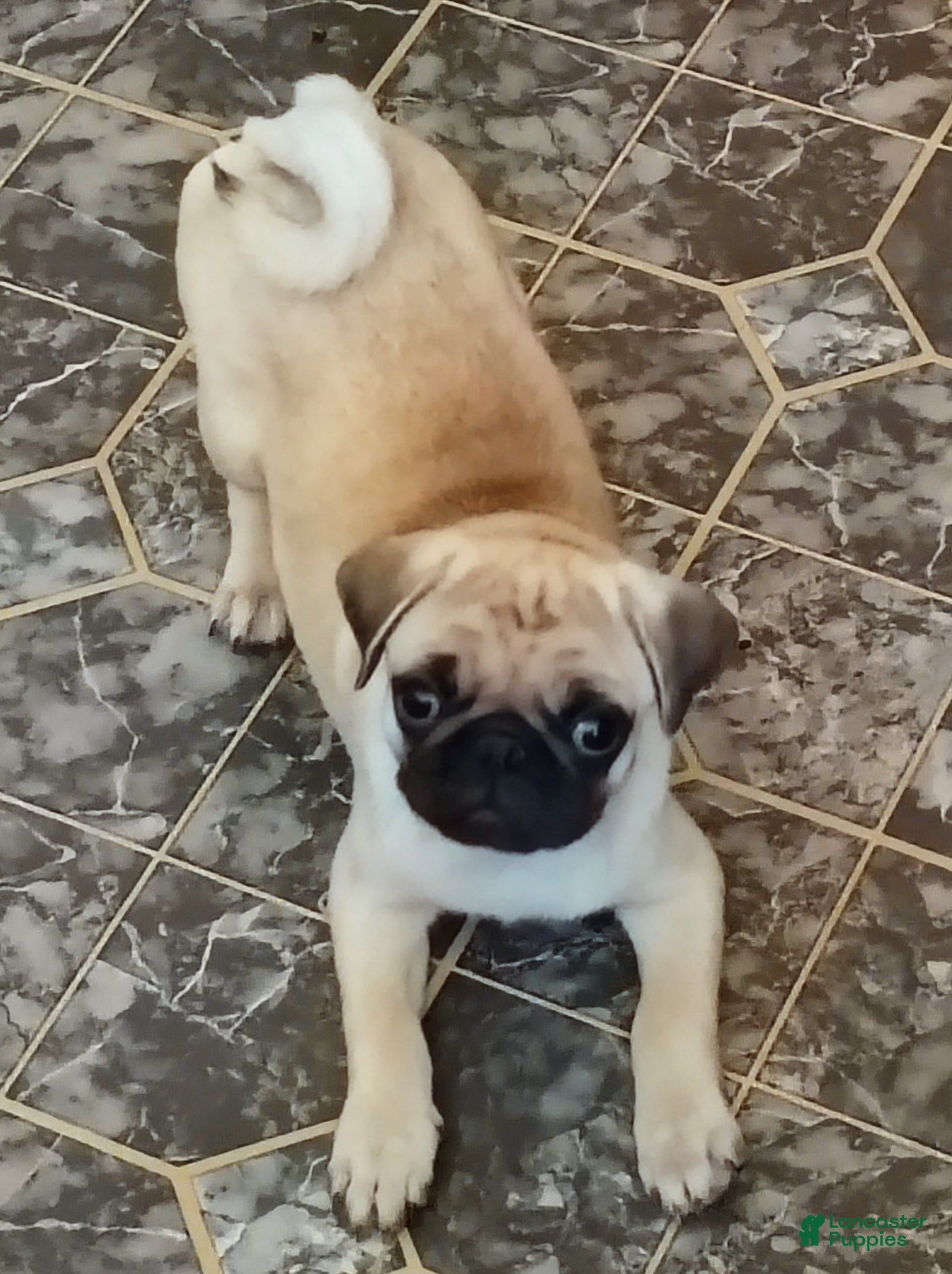 Pug dogs Pug Puppy 1 - Ad 16