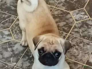 Pug dogs Pug Puppy 1 - Ad 16