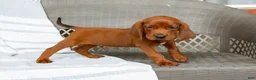 Redbone Coonhound dogs for sale: Buck - Ad 4