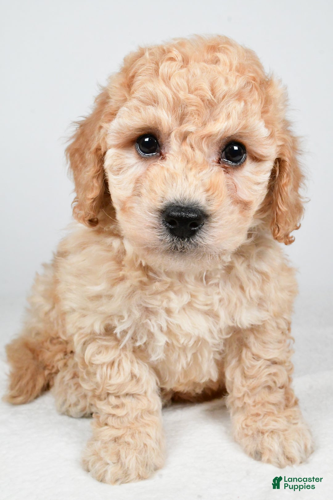 Bichpoo dogs for sale: Remy - Ad 2