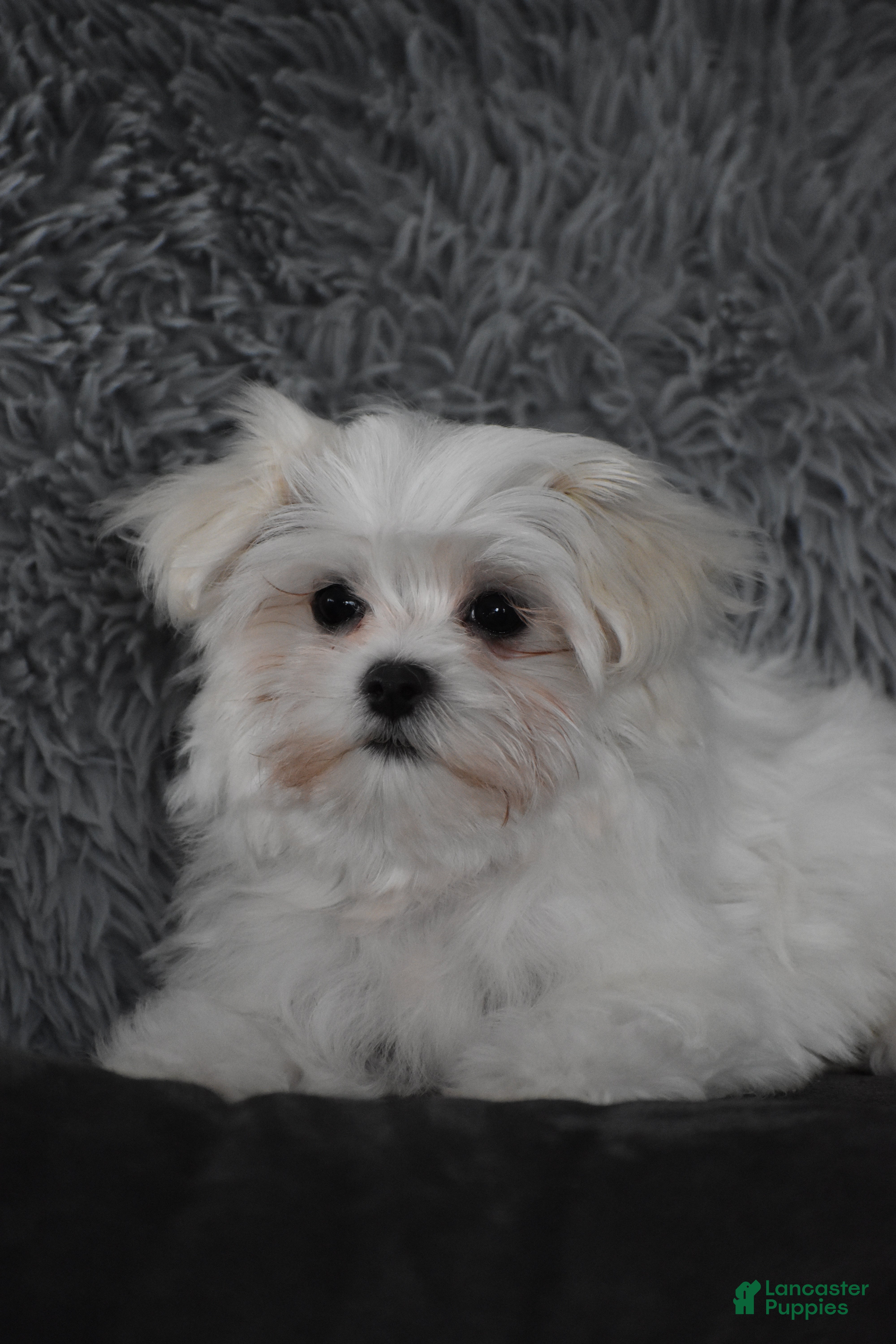 Maltese dogs Macy - Ad 2