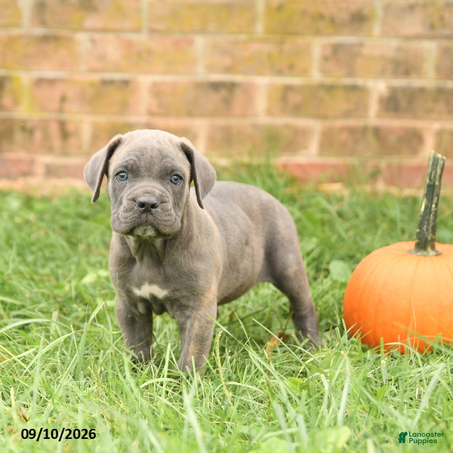 Cane Corso dogs Fancy - Ad 1