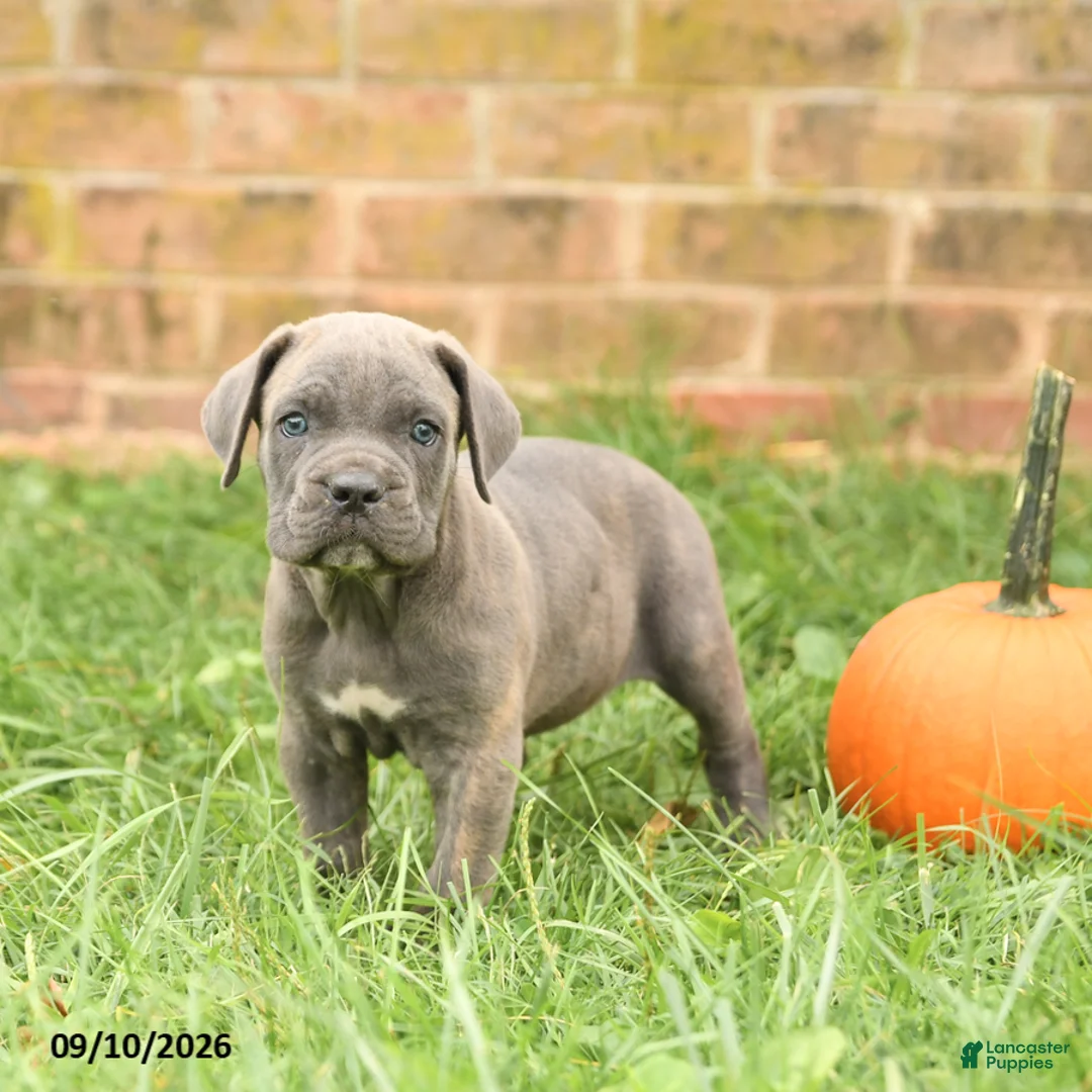 Cane Corso dogs for sale: Fancy - Ad 1