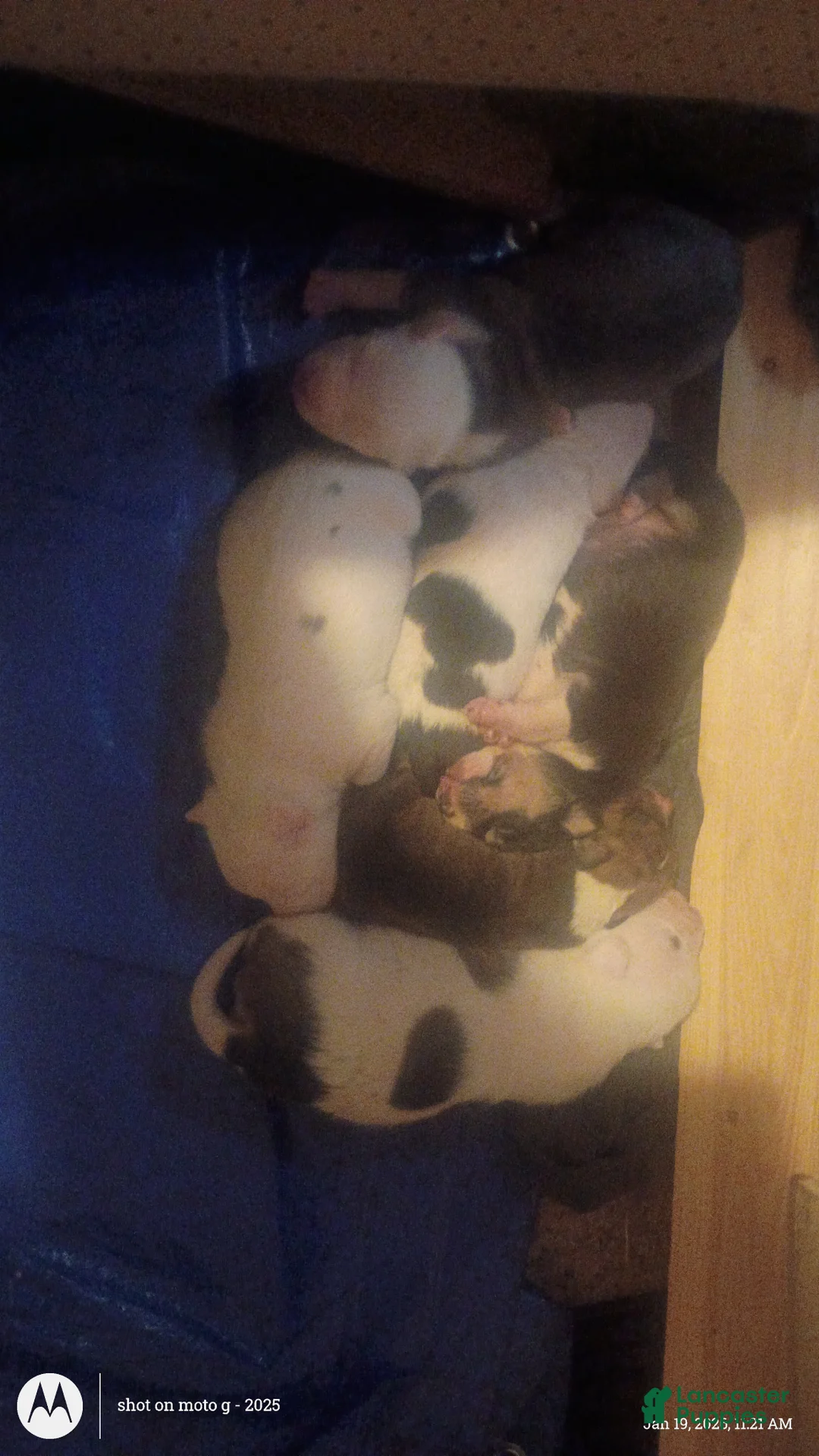American Pit Bull Terrier dogs for sale: American Pit Bull Terrier Puppy 1 - Ad 1