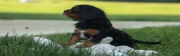 Cavalier King Charles Spaniel dogs for sale: Kona 💛🐾 - Ad 13