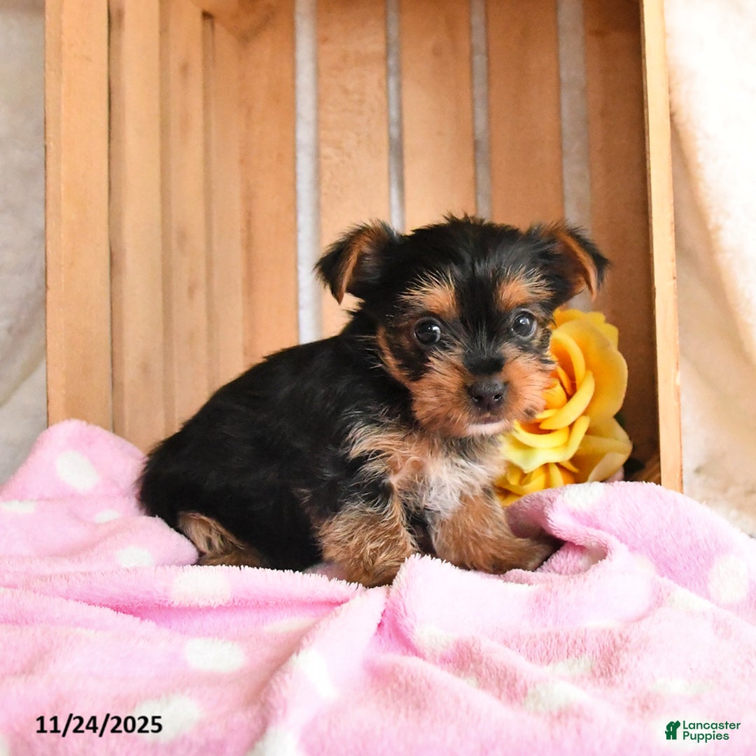Yorkshire Terrier dogs for sale: Holly - Ad 2