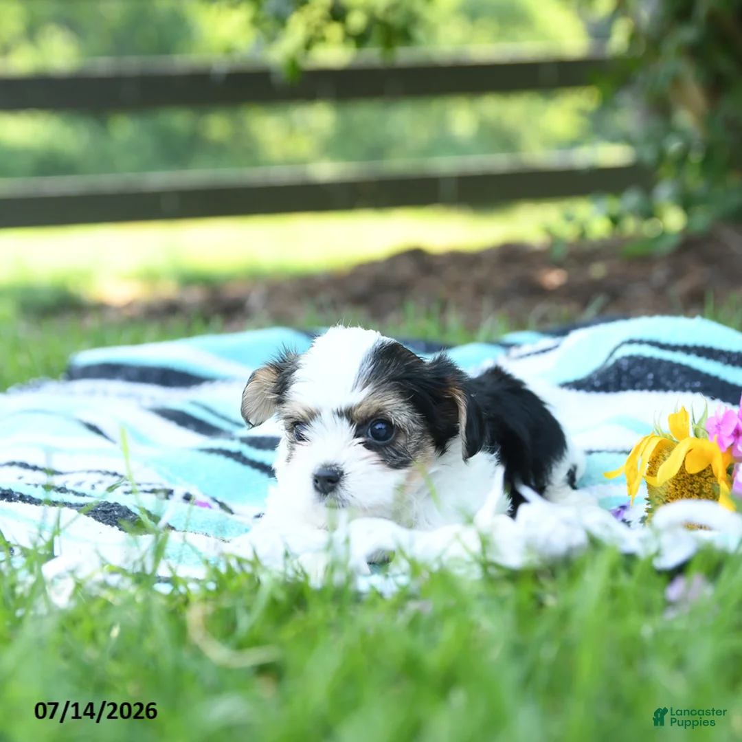 Mixed Breed dogs for sale: Lulu - Ad 2