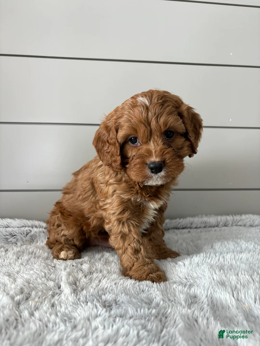 Cavapoo dogs for sale: Aspen - Ad 3