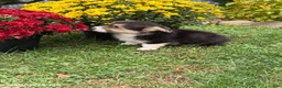 Welsh Corgi Pembroke dogs for sale: Phil - Ad 5