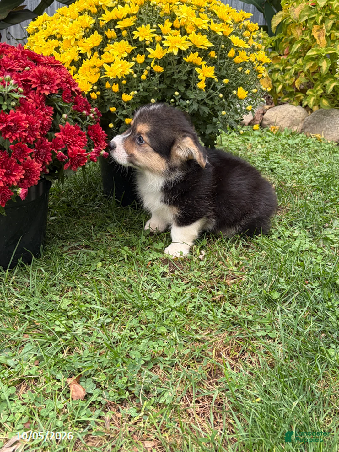 Welsh Corgi Pembroke dogs for sale: Phil - Ad 5