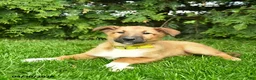 Mixed Breed dogs for sale: Emma - Ad 3