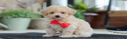 Maltipoo dogs for sale: Kolten - Ad 1
