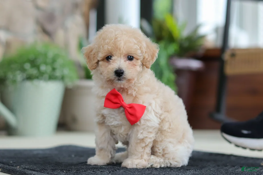Maltipoo dogs for sale: Kolten - Ad 1