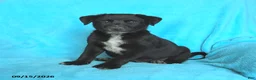 Mixed Breed dogs for sale: Tinker - Ad 2