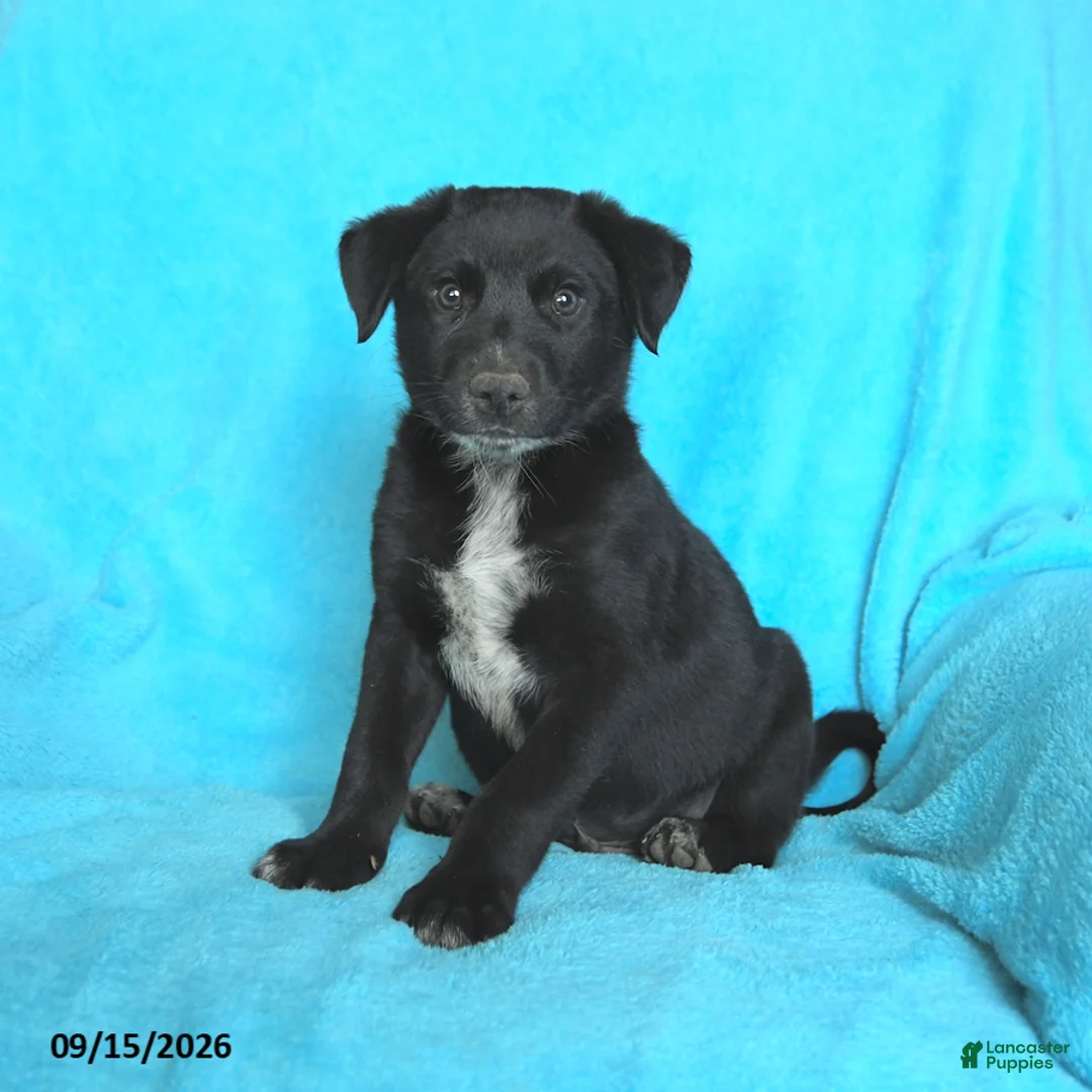 Mixed Breed dogs for sale: Tinker - Ad 2
