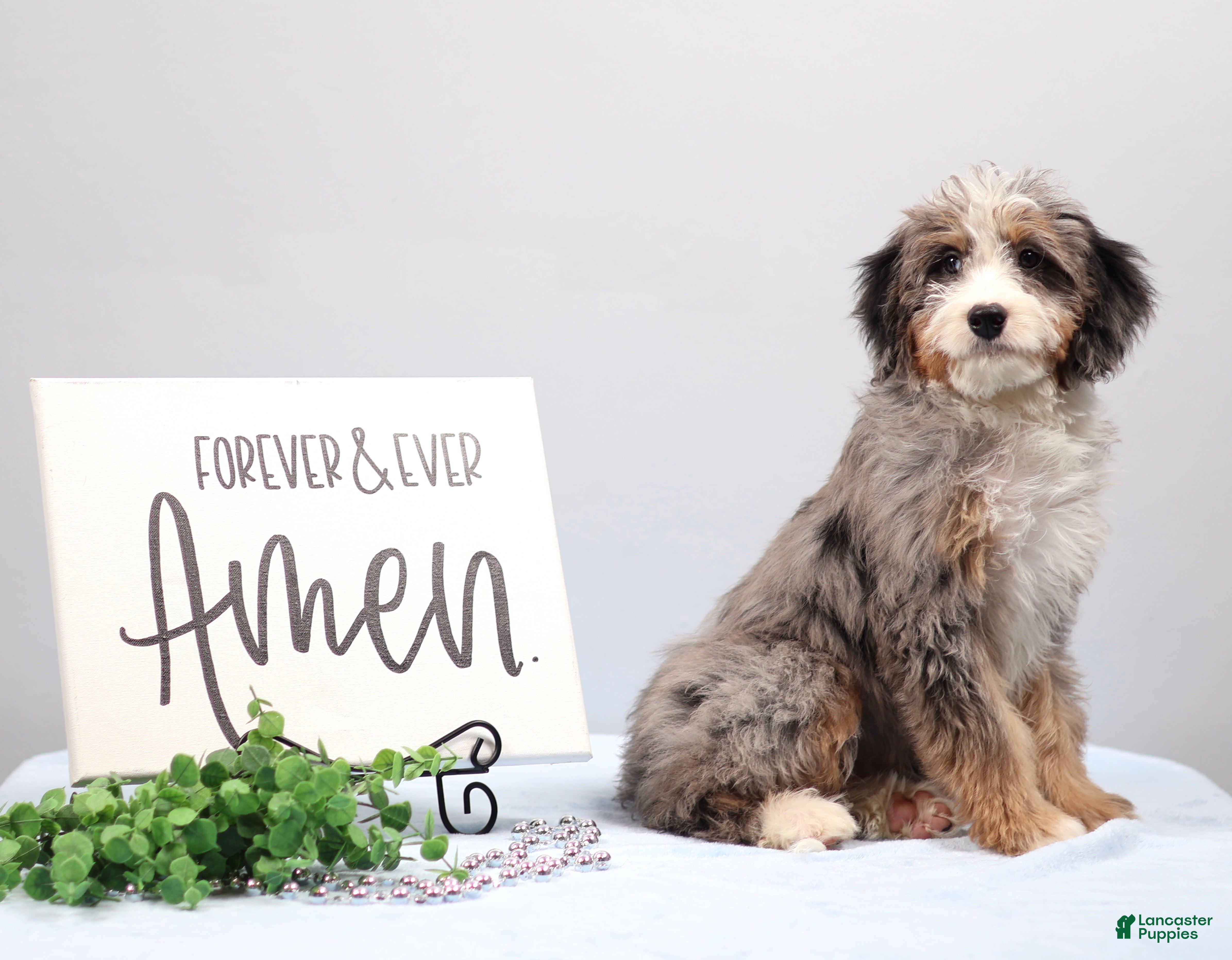 Mini Bernedoodle dogs Bandit - Ad 2