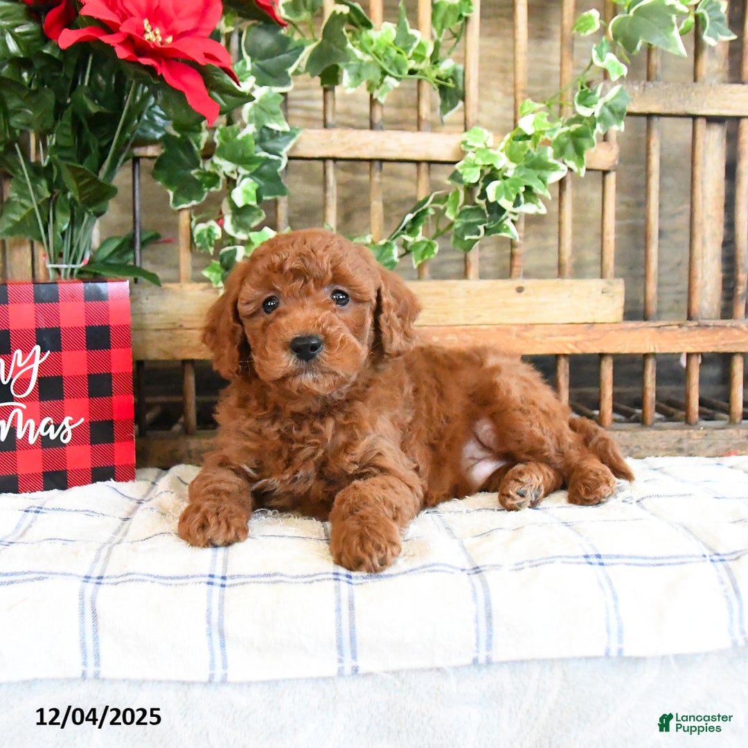 Mini Goldendoodle dogs for sale: Woods  - Ad 2