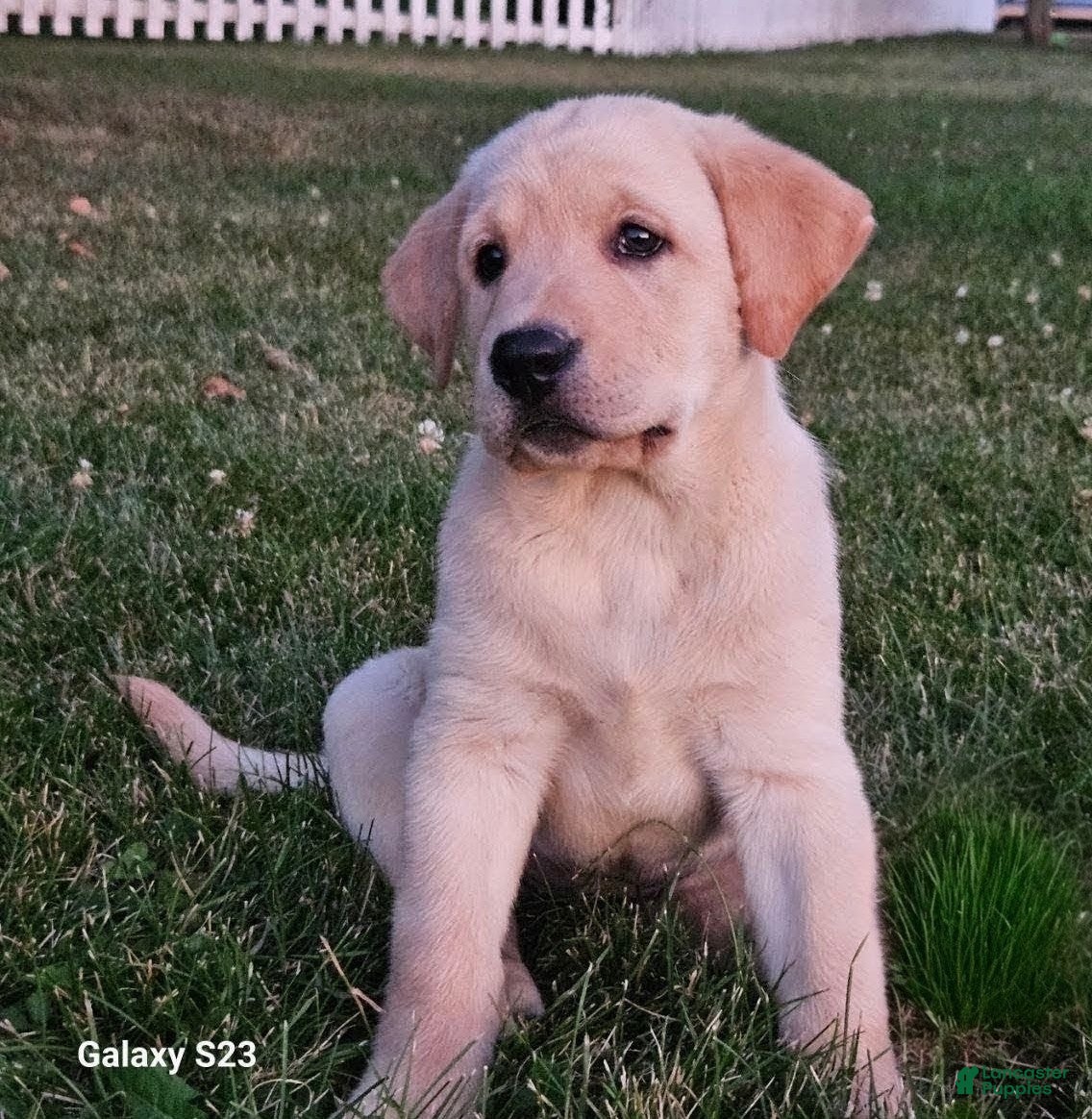 Goldador dogs LAURA - Ad 1