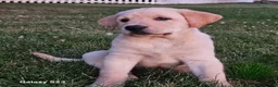 Goldador dogs for sale: LAURA - Ad 1