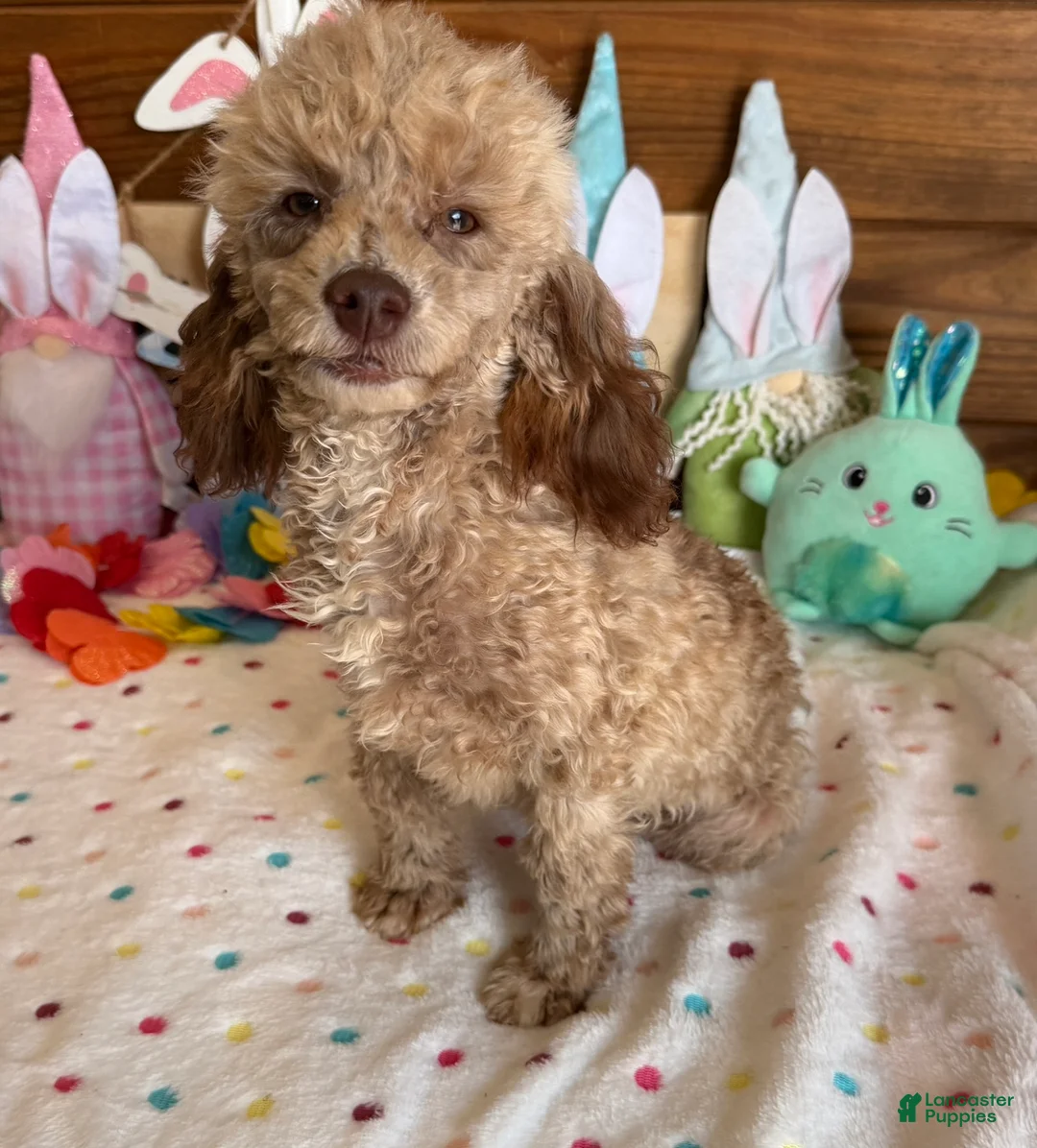 Toy Poodle dogs for sale: Boots - Ad 2