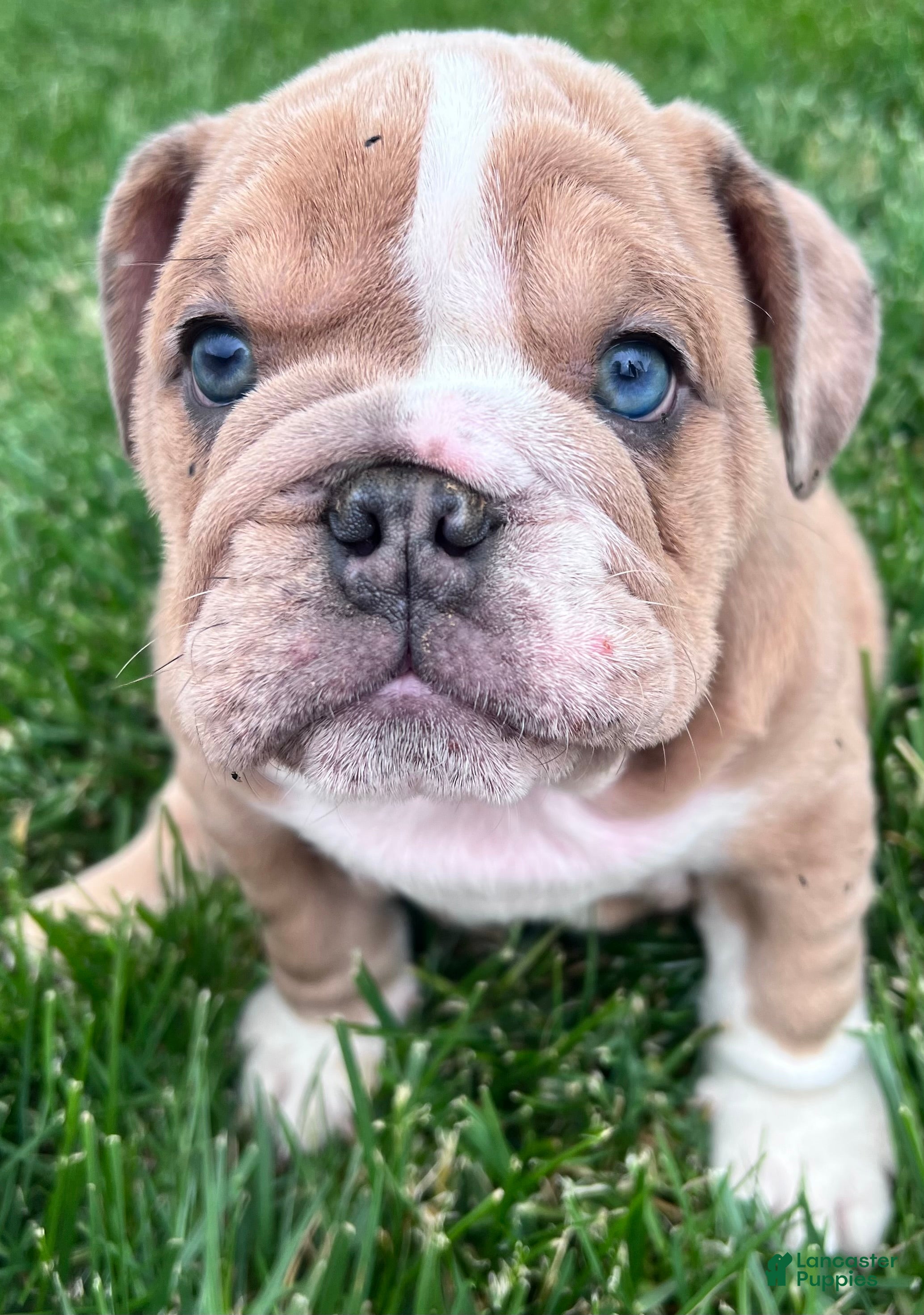 English Bulldog dogs Lily  - Ad 2