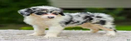 Mini Aussiedoodle dogs for sale: Brooklyn - Ad 4