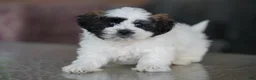 Shih Tzu dogs for sale: Male - Sarge - Ad 2