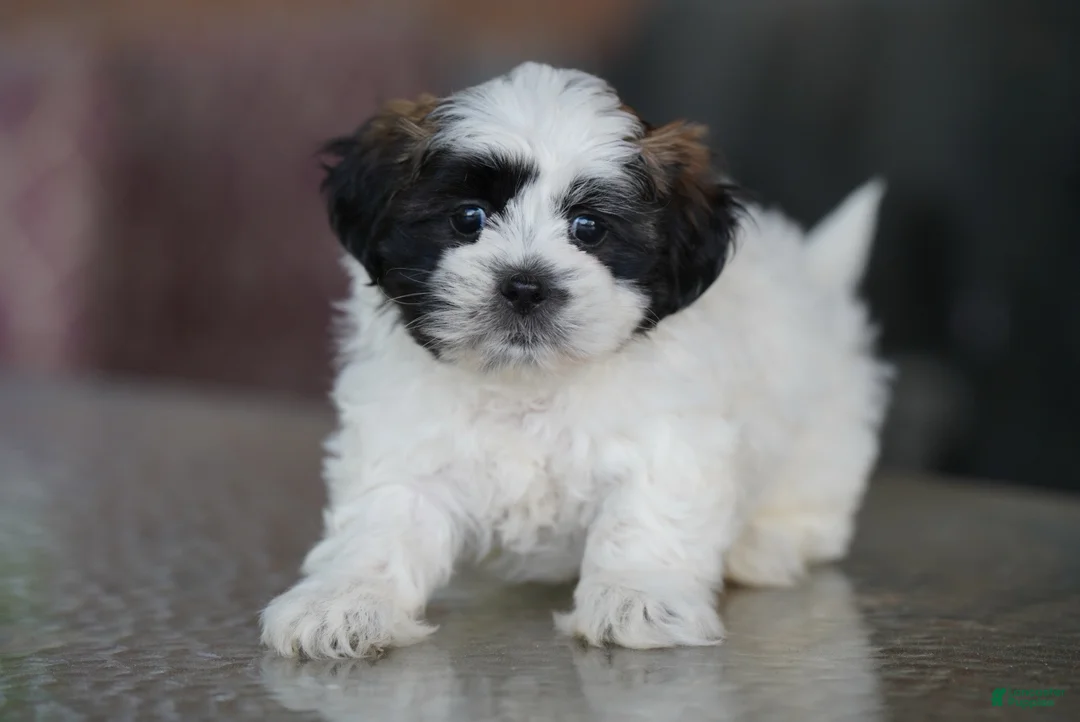 Shih Tzu dogs for sale: Male - Sarge - Ad 2