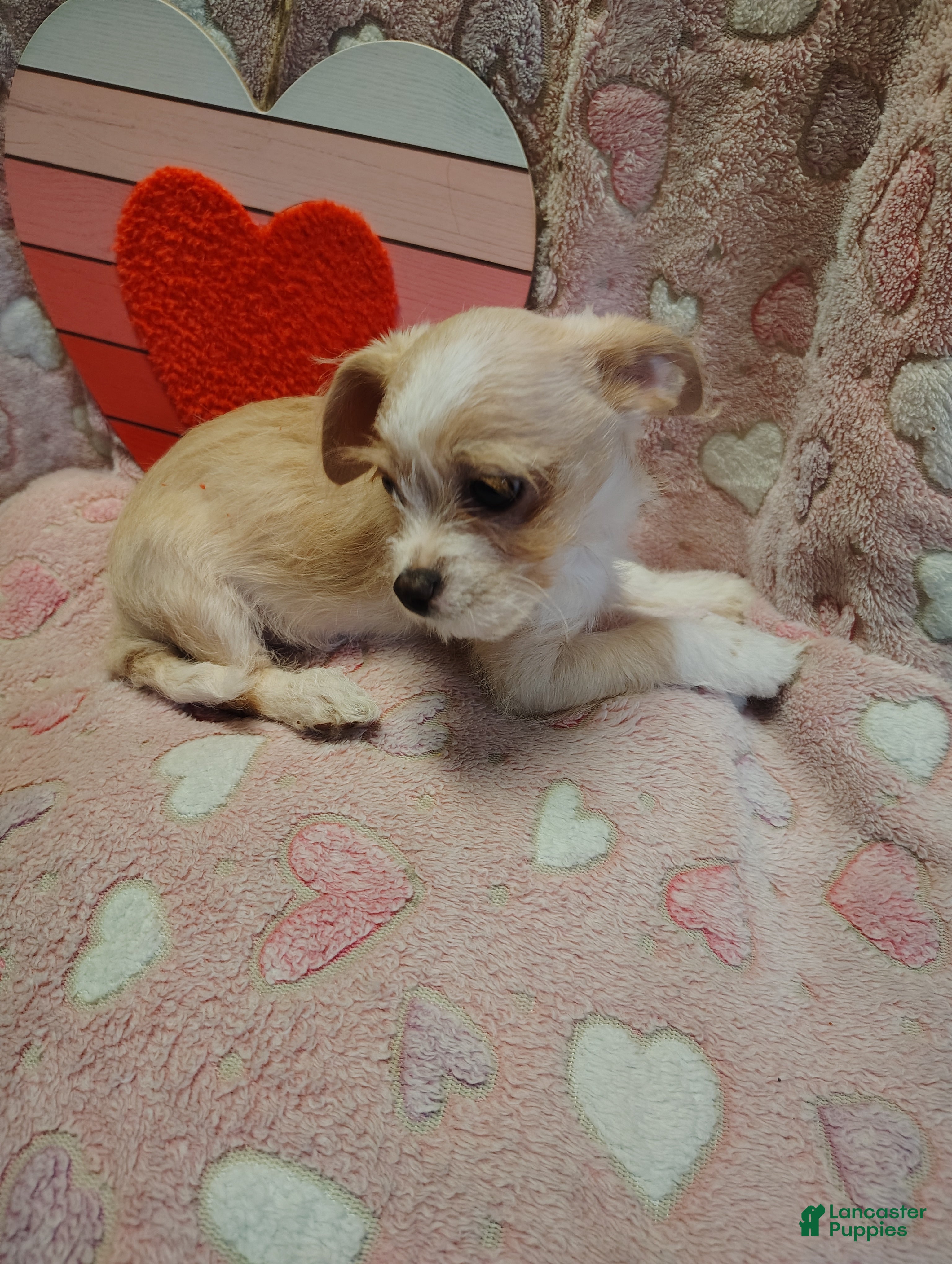 Mixed Breed dogs Mixed Breed Puppy 3 - Ad 20