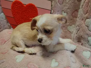 Mixed Breed dogs Mixed Breed Puppy 3 - Ad 17