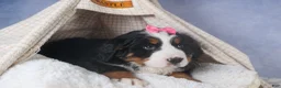 Bernese Mountain Dog dogs for sale: HANNAH - Ad 7