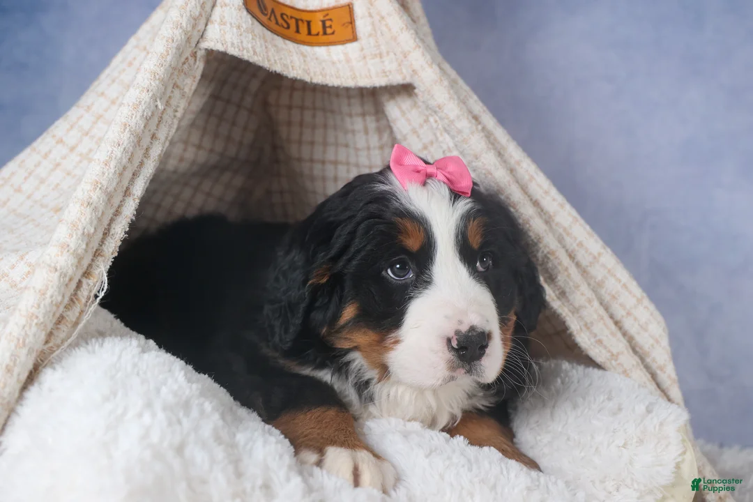 Bernese Mountain Dog dogs for sale: HANNAH - Ad 7