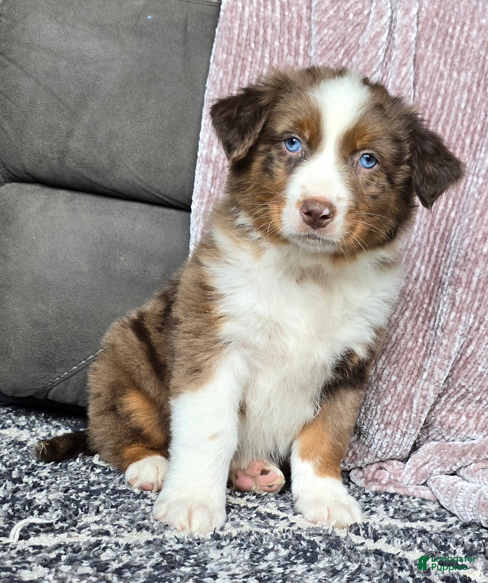 Australian Shepherd dogs Arnie - Ad 1