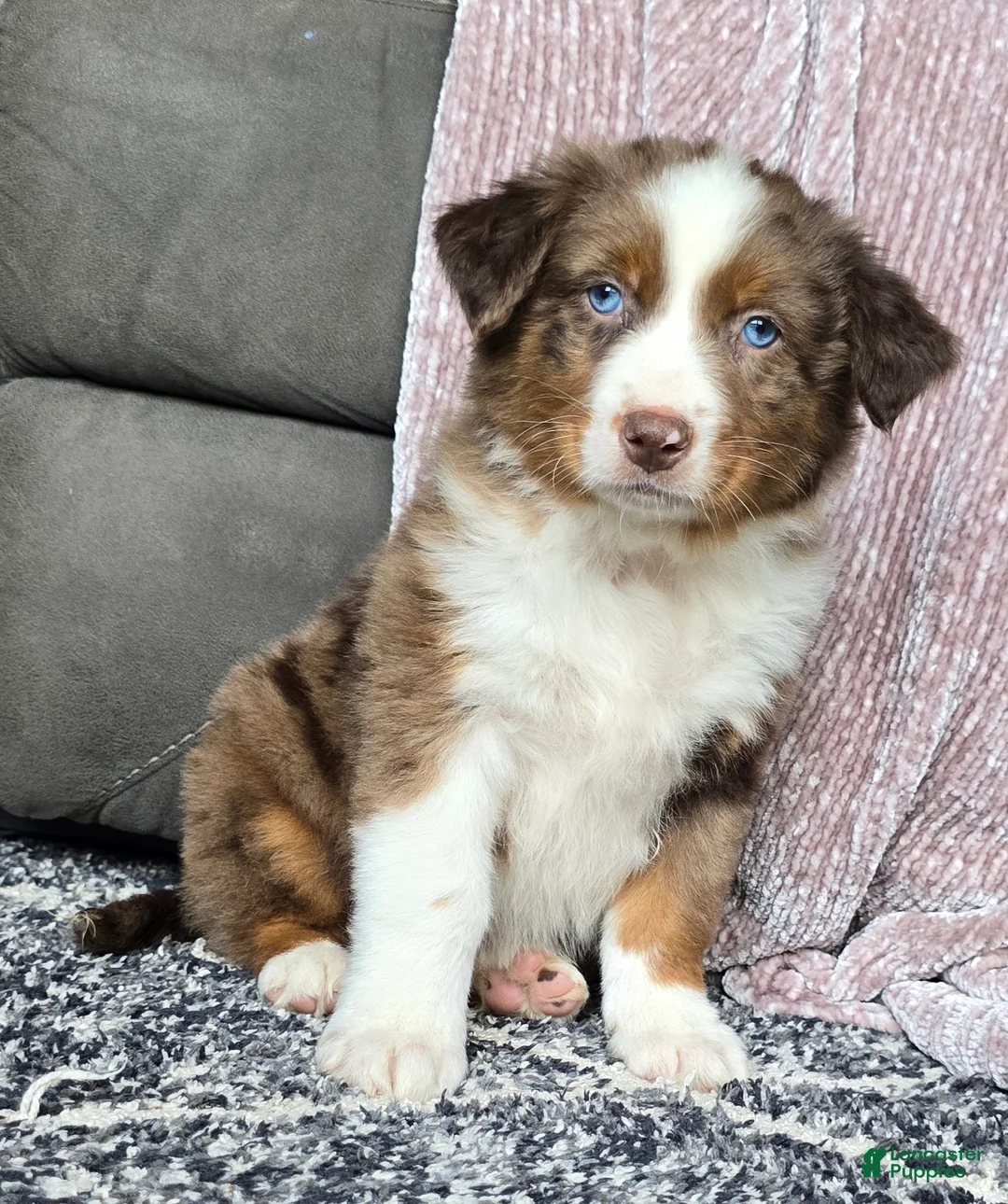 Australian Shepherd dogs for sale: Arnie - Ad 1