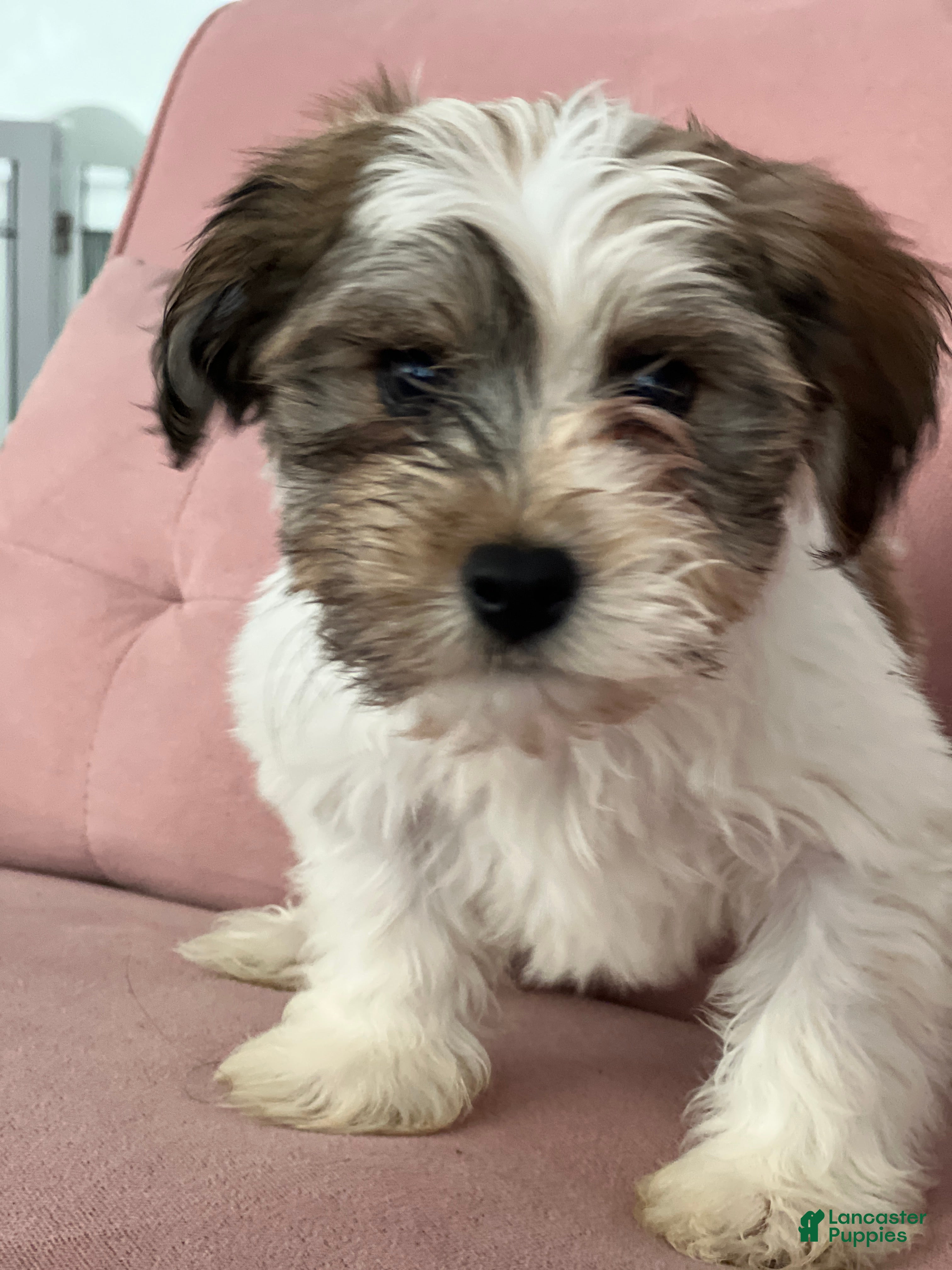 Havanese dogs Slater - Ad 28
