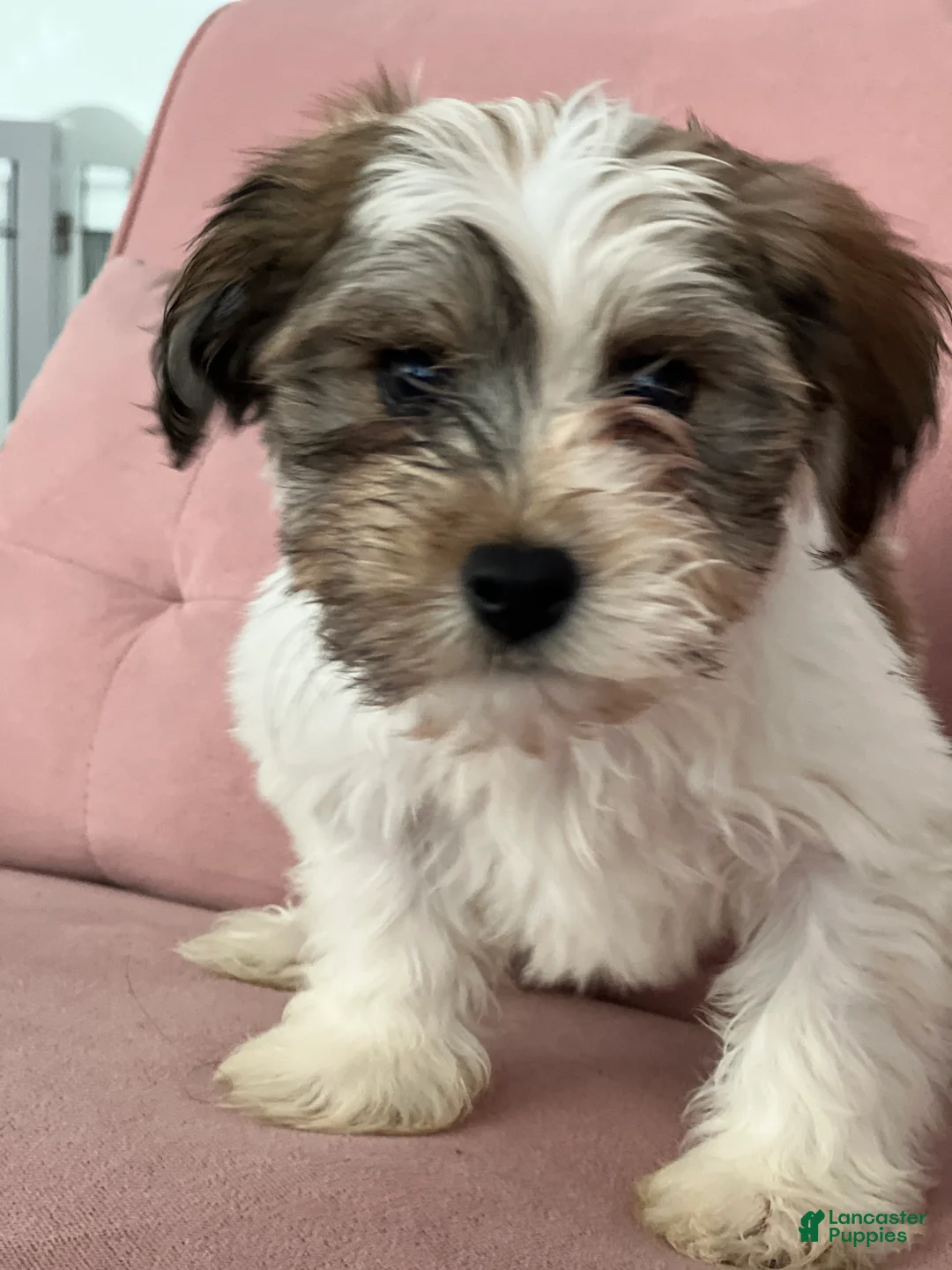 Havanese dogs for sale: Slater - Ad 1