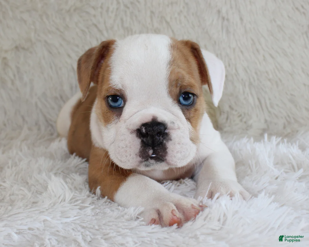 English Bulldog dogs for sale: Henry - Ad 1