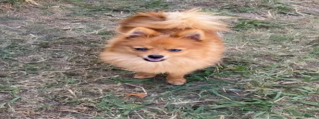 Frankie