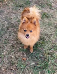 Frankie