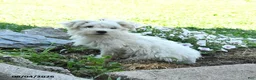 Maltese dogs for sale: Freckles - Ad 5