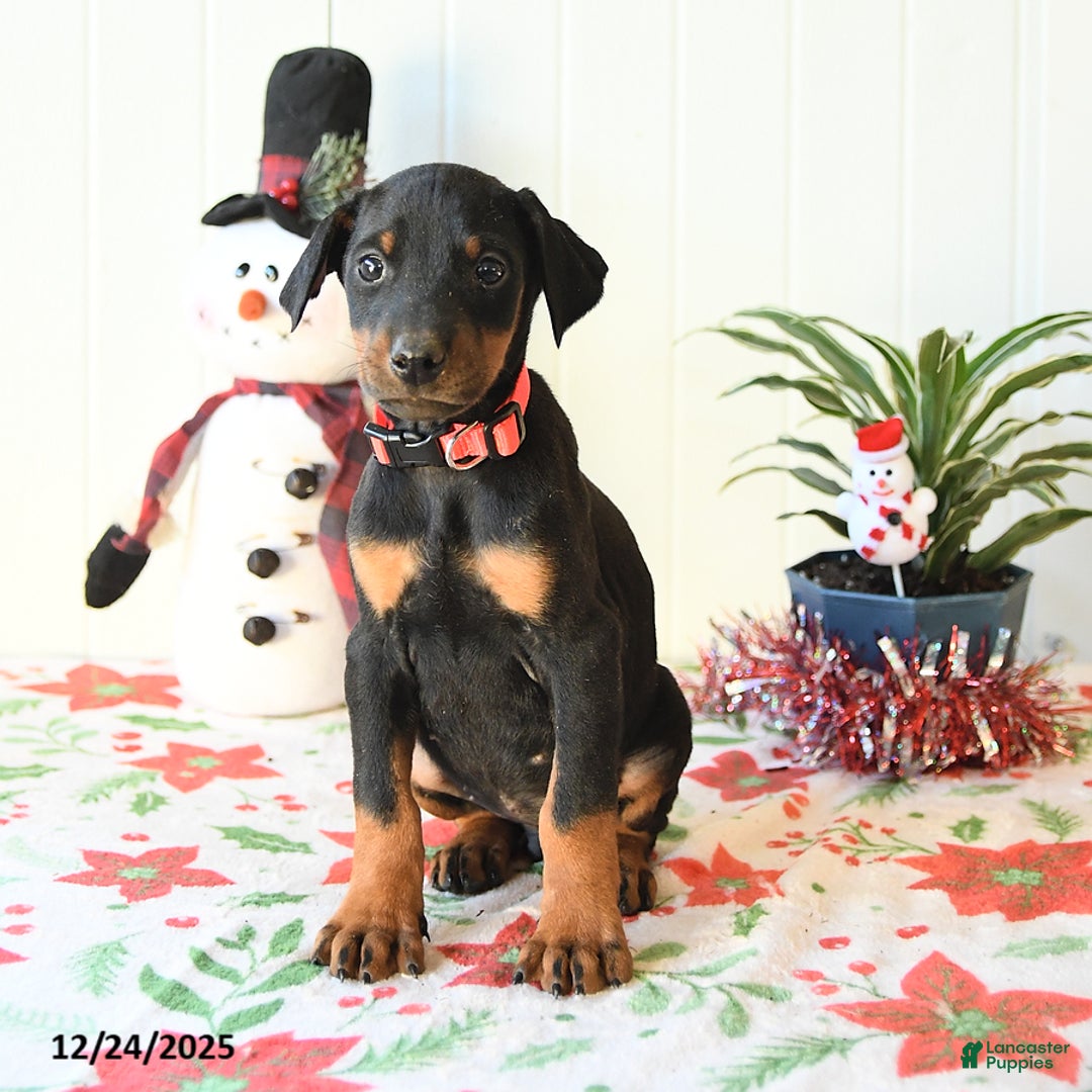 Doberman Pinscher dogs for sale: Button - Ad 3