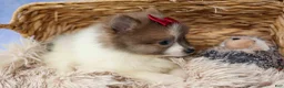 Pomeranian dogs for sale: Everest🐾 - Ad 7