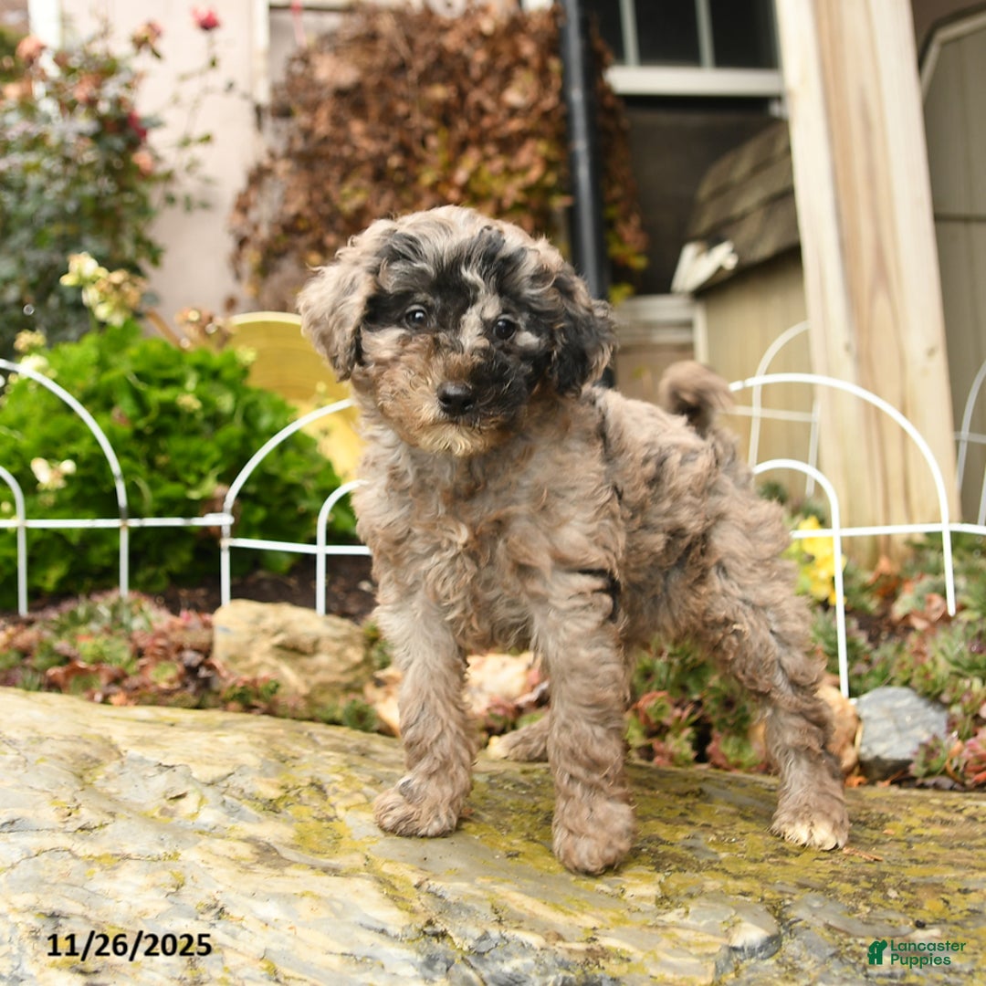 Toy Poodle dogs for sale: Smudge - Ad 5