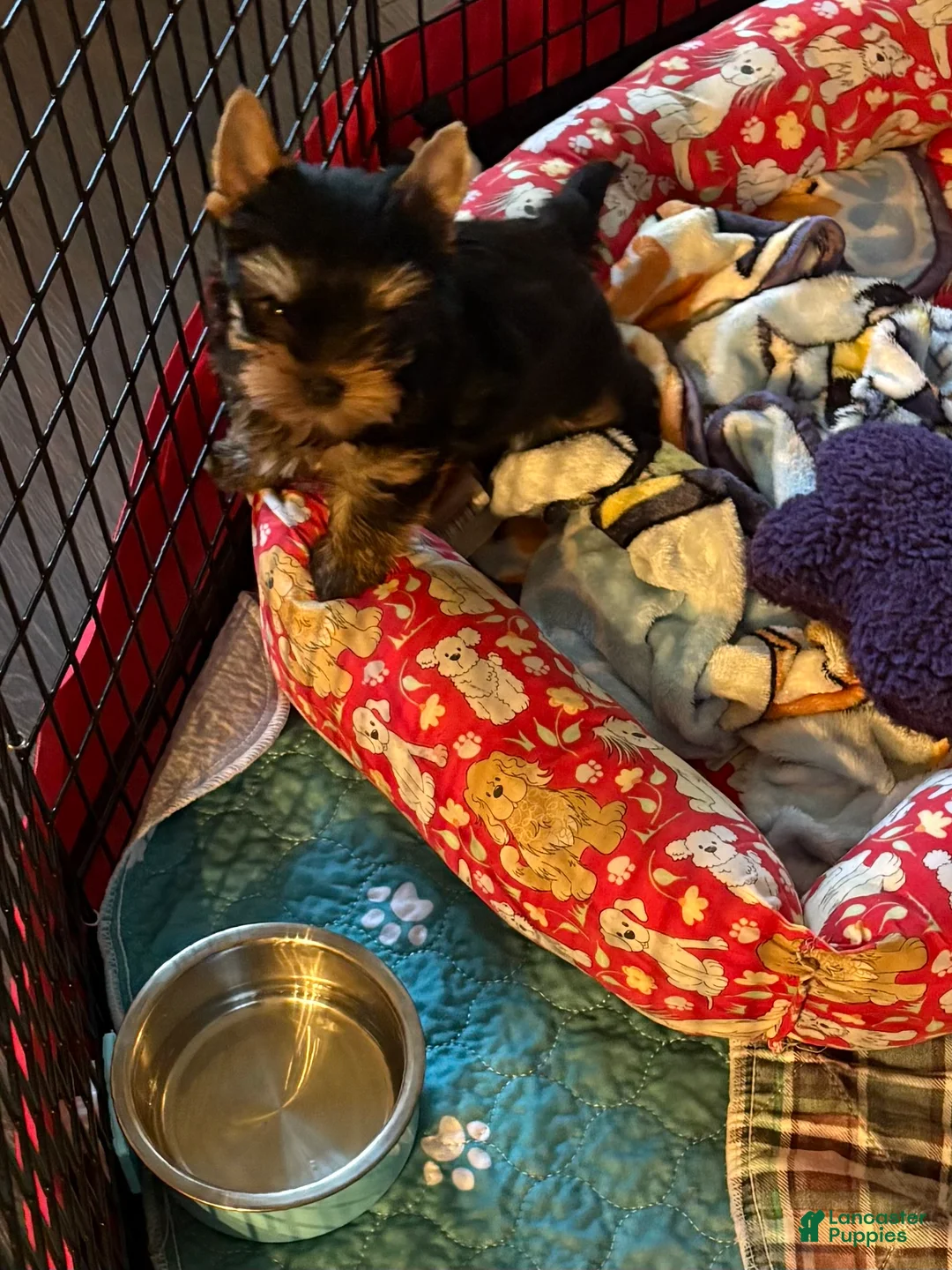 Yorkshire Terrier dogs for sale: Yorkshire Terrier 2 - Ad 1