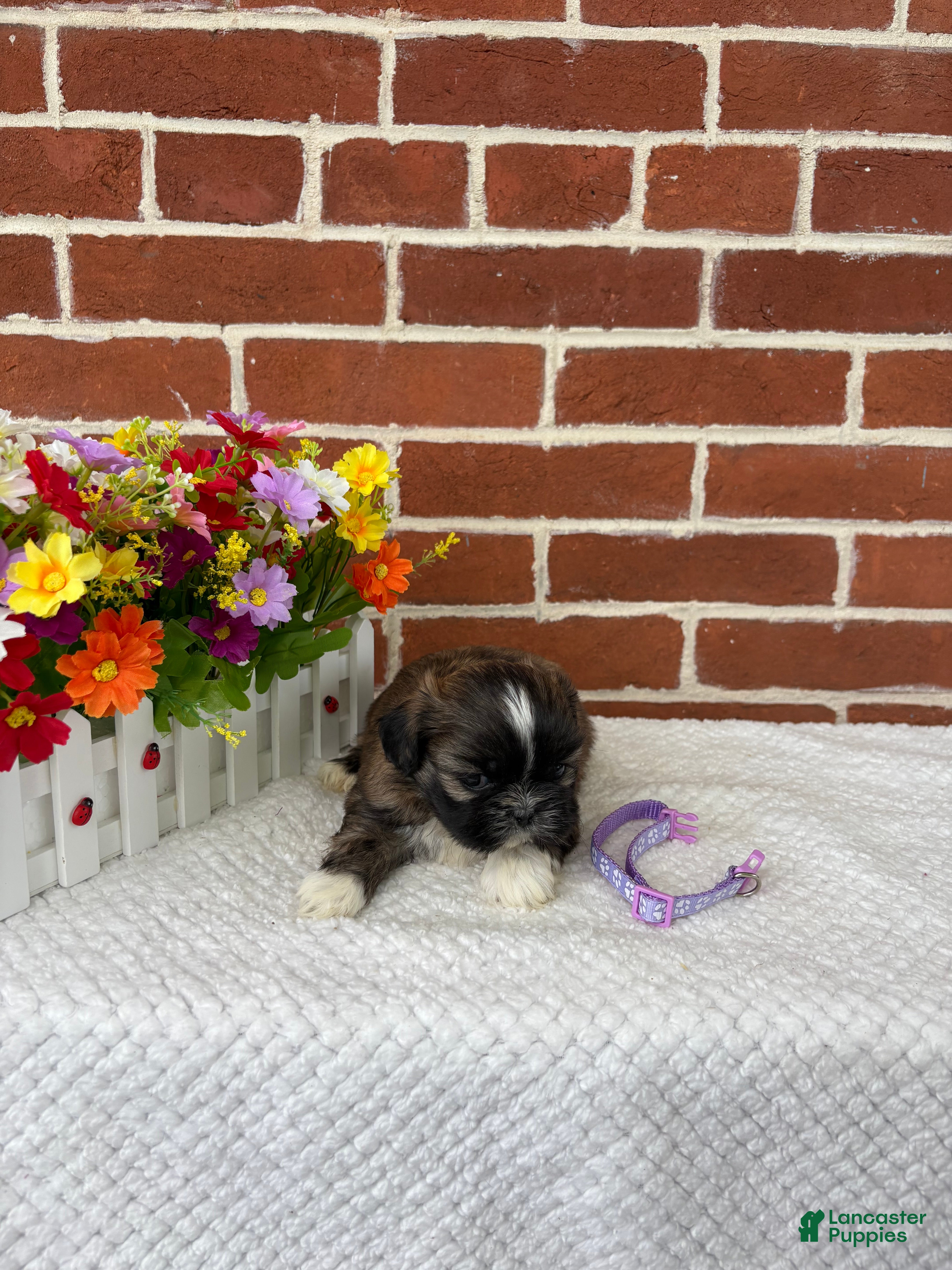 Shih Tzu dogs for sale: Linus - Ad 9