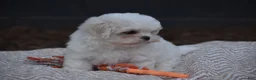 Maltese dogs for sale: Olaf - Ad 3