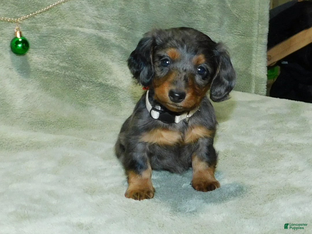 Miniature Dachshund dogs for sale: Miniature Dachshund Puppy 1 - Ad 2