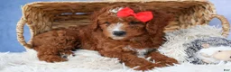 Cavapoo dogs for sale: TUCKER - Ad 10