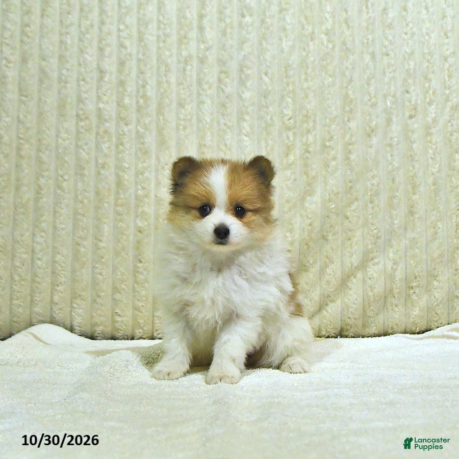 Pomeranian dogs for sale: Millie - Ad 1
