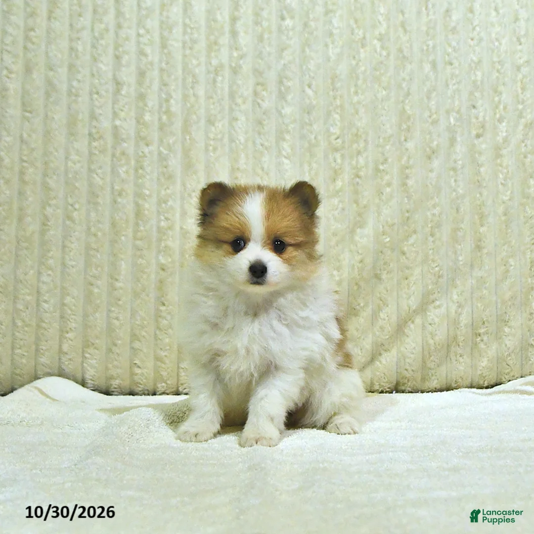 Pomeranian dogs for sale: Millie - Ad 1